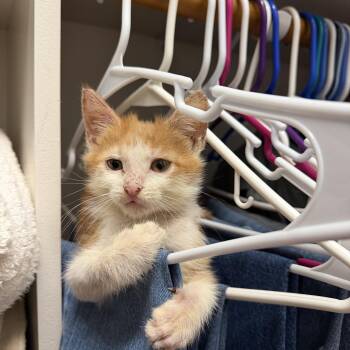 Oakley -  Domestic Short Hair Cat for Adoption in Powdersville, South Carolina - Oakley | PetCurious