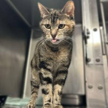 Domestic Short Hair Cats Available for Adoption - Toaster Streusel | PetCurious