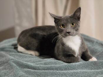 Joseph -  Domestic Short Hair Cat for Adoption in Yorktown, Indiana - Joseph | PetCurious