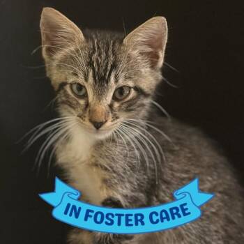 RICK -  Domestic Short Hair Cat for Adoption in Tallahassee, Florida - RICK | PetCurious