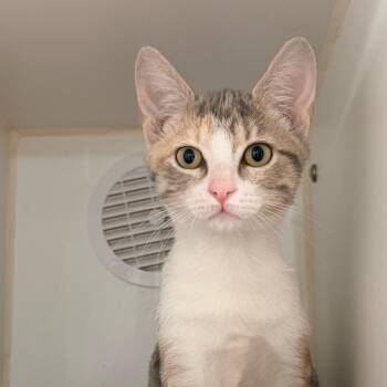 CARLOTTA -  Domestic Short Hair Cat for Adoption in Kyle, Texas - CARLOTTA | PetCurious