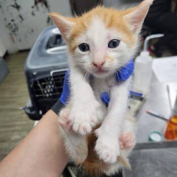 Domestic Short Hair Cats Available for Adoption in Summerville, South Carolina - Hunter | PetCurious