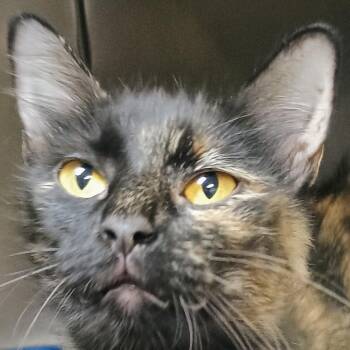Dove -  Domestic Short Hair Cat for Adoption in Palestine, Texas - Dove | PetCurious