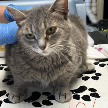 Mama Wendy -  Domestic Short Hair Cat for Adoption in Mt. Juliet, Tennessee - Mama Wendy | PetCurious