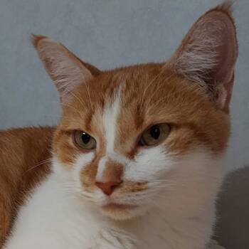 Rescue Domestic Short Hair Cats for Adoption in Dayton, Ohio - Butter Bean | PetCurious