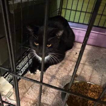 1588-C26 -  Domestic Short Hair Cat for Adoption in Port Charlotte, Florida - 1588-C26 | PetCurious