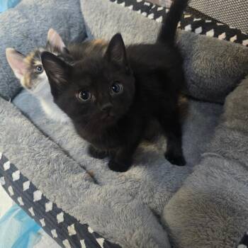 Domestic Short Hair Cats Available for Adoption in Jarrettsville, Maryland - Marigold | PetCurious