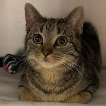 Tilly -  Domestic Short Hair Cat for Adoption in Edwardsville, Illinois - Tilly | PetCurious