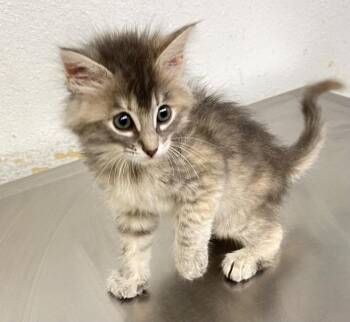 Mew Mew -  Domestic Medium Hair Cat for Adoption in Lockhart, Texas - Mew Mew | PetCurious
