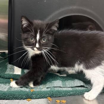 Willa -  Domestic Short Hair Cat for Adoption in Morganton, North Carolina - Willa | PetCurious