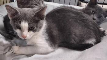Domestic Short Hair Cats Available for Adoption in Albemarle, North Carolina - Meryl Streep | PetCurious