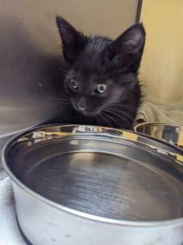 A053363 -  Domestic Short Hair Cat for Adoption in Alameda, California - A053363 | PetCurious