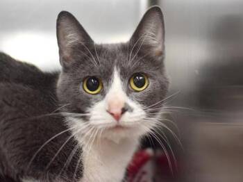 Luna -  Domestic Short Hair Cat for Adoption in Portland, Oregon - Luna | PetCurious