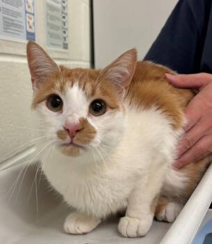 Rescue Domestic Short Hair Cats for Adoption in Pocatello, Idaho - Skye 35821 | PetCurious