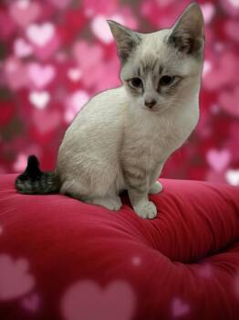 Siamese and Domestic Short Hair Cats Available for Adoption - Derpy | PetCurious