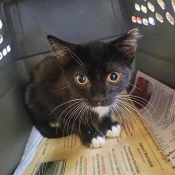 Cantaloupe -  Domestic Short Hair Cat for Adoption in Memphis, Tennessee - Cantaloupe | PetCurious