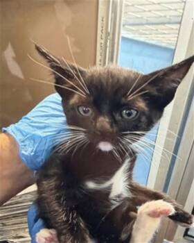 Domestic Short Hair Cats Available for Adoption in San Bernardino, California - JANICE | PetCurious