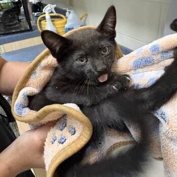 Humpty Dumpty -  Domestic Short Hair Cat for Adoption in Windsor, Virginia - Humpty Dumpty | PetCurious