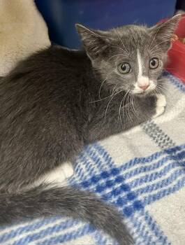 HEHE -  Domestic Short Hair Cat for Adoption in Killeen, Texas - HEHE | PetCurious