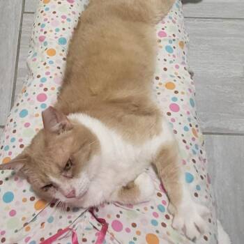 Roebuck Capeeton FIV+ 56056 -  Domestic Short Hair Cat for Adoption in Eaton Rapids, Michigan - Roebuck Capeeton FIV+ 56056 | PetCurious