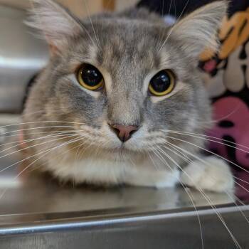 Domestic Long Hair Cats Available for Adoption - Kramer | PetCurious