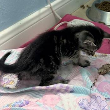 Domestic Short Hair Cats Available for Adoption in Austin, Texas - Marmalade Toast 3 | PetCurious