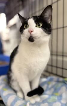 Domestic Short Hair Cats Available for Adoption - Portia | PetCurious