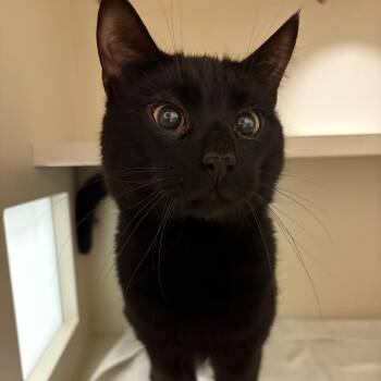 Wolf -  Domestic Short Hair Cat for Adoption in Fairport, New York - Wolf | PetCurious