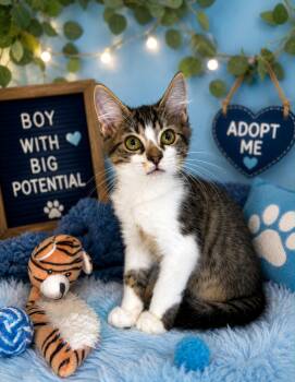 Waldo -  Domestic Medium Hair Cat for Adoption in Tavares, Florida - Waldo | PetCurious
