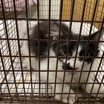 A613366 -  Domestic Medium Hair Cat for Adoption in Modesto, California - A613366 | PetCurious