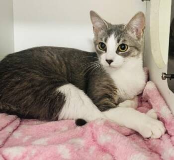 Domestic Short Hair Cats Available for Adoption in Savannah, Georgia - Misha | PetCurious