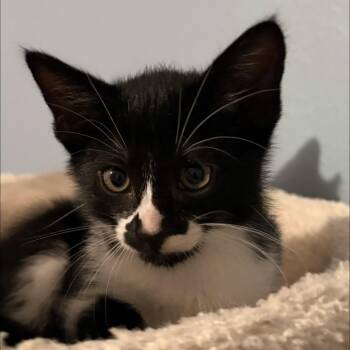 Domestic Short Hair Cats Available for Adoption in Missouri City, Texas - Muenster | PetCurious