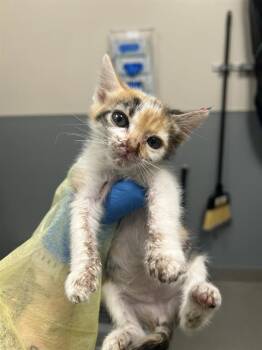 ELLE -  Domestic Medium Hair Cat for Adoption in Las Vegas, Nevada - ELLE | PetCurious