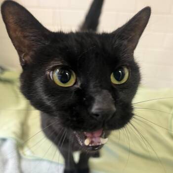 Bat -  Domestic Short Hair Cat for Adoption in Pittsburgh, Pennsylvania - Bat | PetCurious
