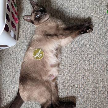Sequoia -  Domestic Short Hair Cat for Adoption in Clavet, Saskatchewan - Sequoia | PetCurious