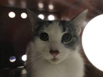 Domestic Short Hair Cats Available for Adoption - A190343 | PetCurious