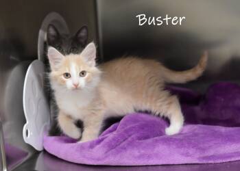 Buster -  Domestic Medium Hair Cat for Adoption in Watkinsville, Georgia - Buster | PetCurious