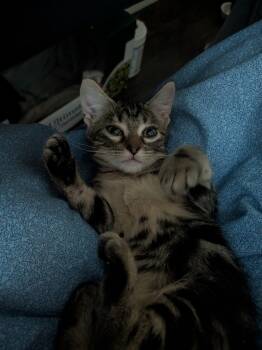 Rescue Domestic Short Hair and Tabby Cats for Adoption in Dallas, Texas - Cuatro | PetCurious