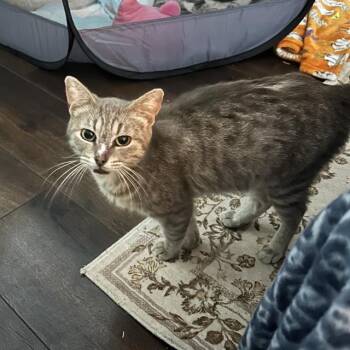 Domestic Short Hair Cats Available for Adoption in San Antonio, Texas - A804175 | PetCurious