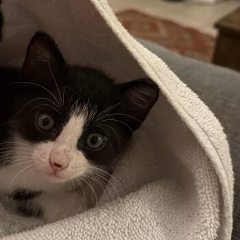 Domestic Short Hair Cats Available for Adoption in Houston, Texas - Betelgeuse | PetCurious