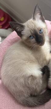 Maybelle -  Siamese Cat for Adoption in Oriental, North Carolina - Maybelle | PetCurious