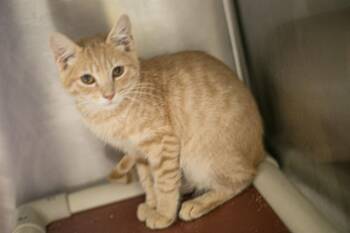 A1269262 -  Domestic Short Hair Cat for Adoption in Charlotte, North Carolina - A1269262 | PetCurious