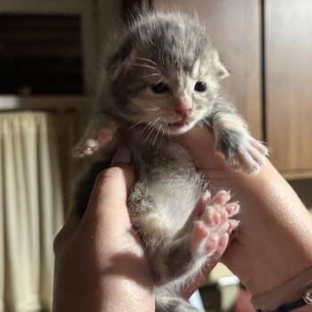 Heaven -  Domestic Short Hair Cat for Adoption in Danbury, Connecticut - Heaven | PetCurious