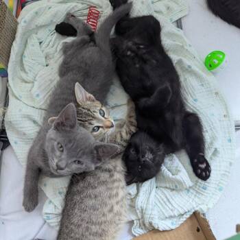 Ash -  Domestic Short Hair Cat for Adoption in Philadelphia, Pennsylvania - Ash | PetCurious