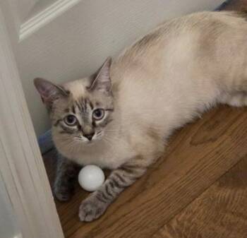 Laundry Basket -  Siamese Cat for Adoption in Marshall, North Carolina - Laundry Basket | PetCurious