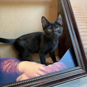 Kion -  Domestic Short Hair Cat for Adoption in Jupiter, Florida - Kion | PetCurious