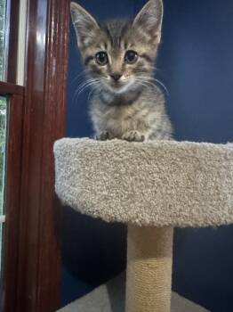 Mushroom -  Domestic Short Hair Cat for Adoption - Mushroom | PetCurious