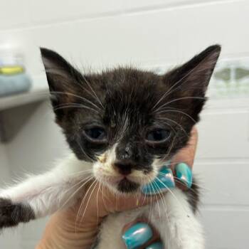 California -  Domestic Short Hair Cat for Adoption in Corpus Christi, Texas - California | PetCurious