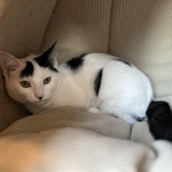 Buffy -  American Shorthair Cat for Adoption in Hull, Massachusetts - Buffy | PetCurious