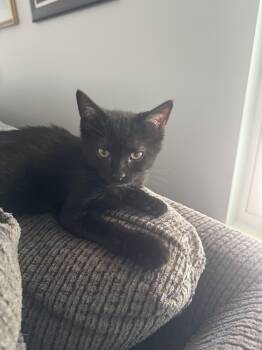 Violin -  Domestic Short Hair Cat for Adoption in Bethel Park, Pennsylvania - Violin | PetCurious